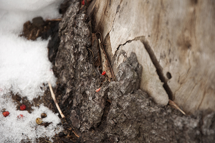 Winter Tree Closeup