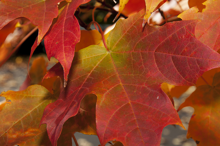 Fall Foilage Closeup