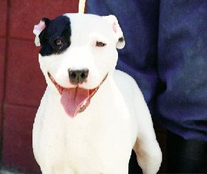 Happy Dog at Berkeley Animal Care Services