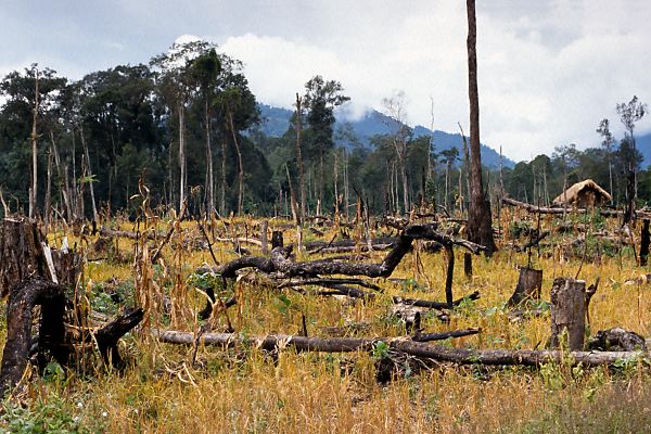 Deforestation on a small scale