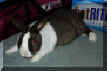 Nicholas, The Lazy Fuzzy!