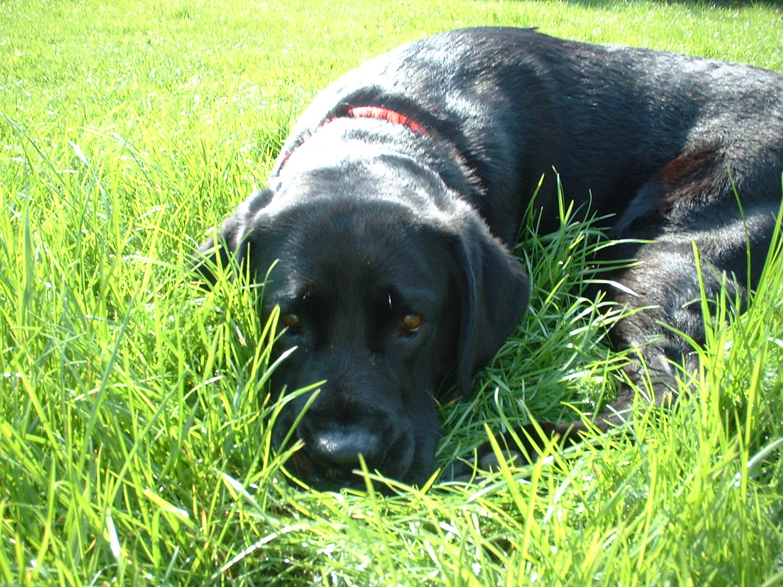 Picture of the Best Dog