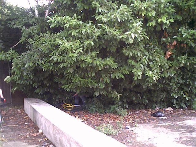 look closely in the bush!