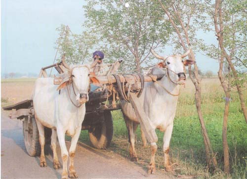 Bapu Kehra Beant Soh nalo Ghatt va