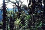 bellavista.jpg (18737 bytes)