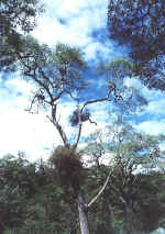 tree.jpg (77600 bytes)
