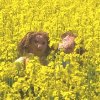 KnittedMerry and KnittenPippin in the Rape Field
by Llinos