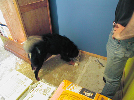 Kobi helps us pull up linoleum