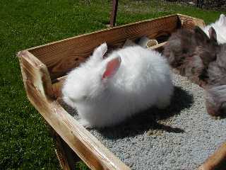 Here is a pic of my 4 week old REW angora!