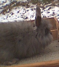 This is from my last liter. She is a choc and a cerious lil one too!