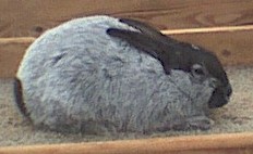 Here is a pic of Pricilla a 11 week old doe shes a cutie