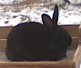 Heres a pic of my 11 week old silver fox. She really hasnt gotten her color in yet.