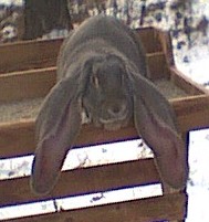 Heres a pic of Muffin&nbsp; she will be going to a new home in april.