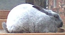 Here is an updated pic of the doe below her she is now around 3 1/2 months old