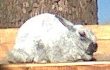 here is an updated pic of the doe below she is now turning a 6/8 and is really lookin nice!