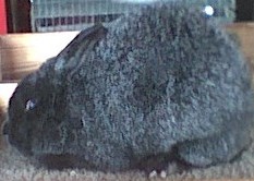 Heres a pic of my new doe She will be having a litter the end of the month look at her color i think its perfect!