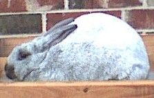 heres my 3 1/2 month old doe she has one leg and took BOS out of 23 at 2 1/2 months of age!