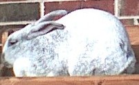 This is Dore she is 1 1/2 yrs old and on her 3rd litter she just had one 5 days before this pic was taken look at her type!