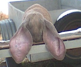 Look at these ears!