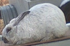 This is my oldest buck. His name is King he is about 3 yrs old he doesnt show anymore but is still used with the ladies!