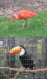 Leeds Castle Aviary