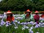 Flower festival of japan