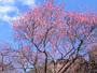 Photos of Nagathoro winter flowers