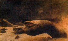 sandworm