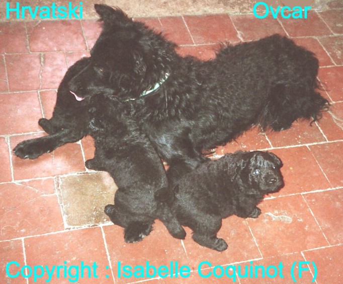 Mawlch Gidan et les chiots