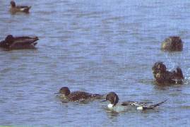 Des canards sauvages se nourrissant dans l'eau