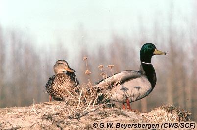 Le Canard colvert. Photographe : ©G.W. Beyersbergen (Service canadien de la faune)
