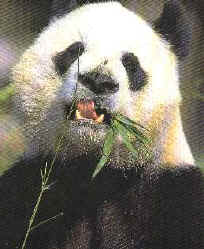 pandipanda.jpg (31161 octets)