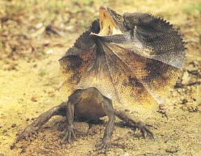 Un lézard à colerette