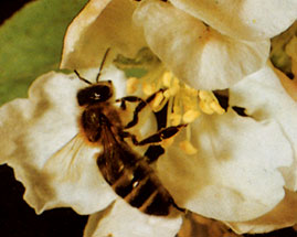 abeille r�coltant du pollen