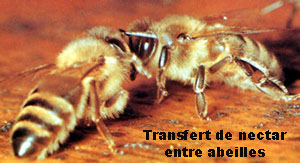 transfert