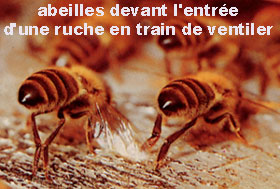 abeilles ventileuses