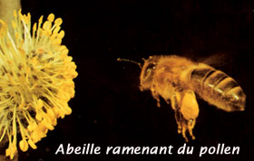 abeille et son pollen