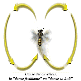La danse de l'abeille.