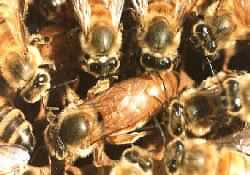 Reine l�ch�e par les abeilles