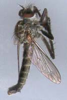 dip-10.jpg (5072 octets)
