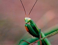 2report02d02.jpg (6806 octets)