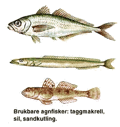 agnfisker