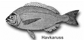 havkaruss