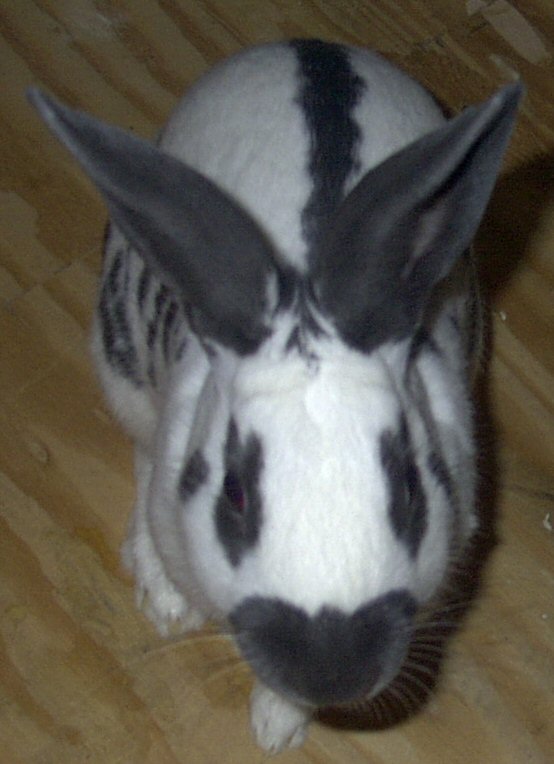 A picture of Smoke