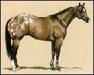 Appaloosa Horses