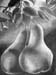 pears