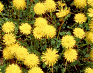 dandelions