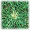 grass