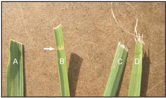 Grass Damage
