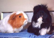 Muppet and Mini-Muppet. Click to enlarge.